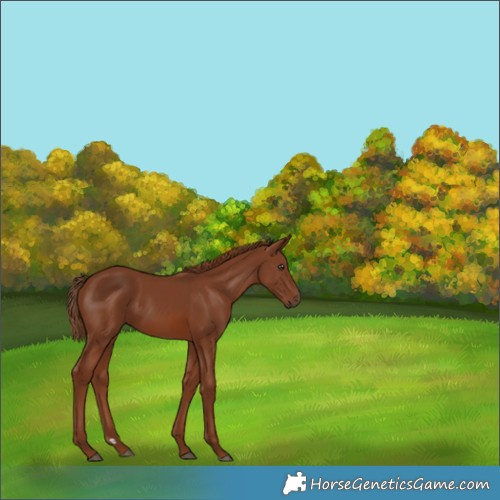 Horse Color:Chestnut Rabicano 