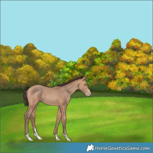 Horse Color:Amber Champagne Rabicano 