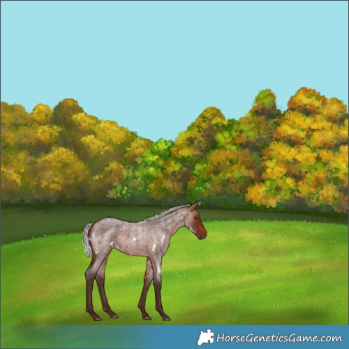 Horse Color:White Spotted Silver Bay Roan 
