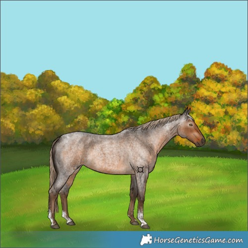 Horse Color:Powder White Gray Chocolate Palomino Roan 