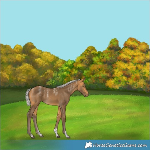 Horse Color:Powder White Silver Buckskin