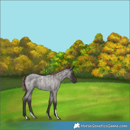 Horse Color:Powder White Liver Red Roan 