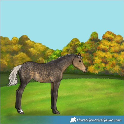 Horse Color:Silver Smoky Black 