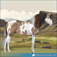 Horse Color:Red Dun Roan Splash Frame and Bay Dun Splash Tobiano