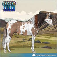Horse Color:Red Dun Roan Splash Frame and Bay Dun Splash Tobiano