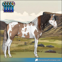 Horse Color:Red Dun Roan Splash Frame  and Bay Dun Splash Tobiano 