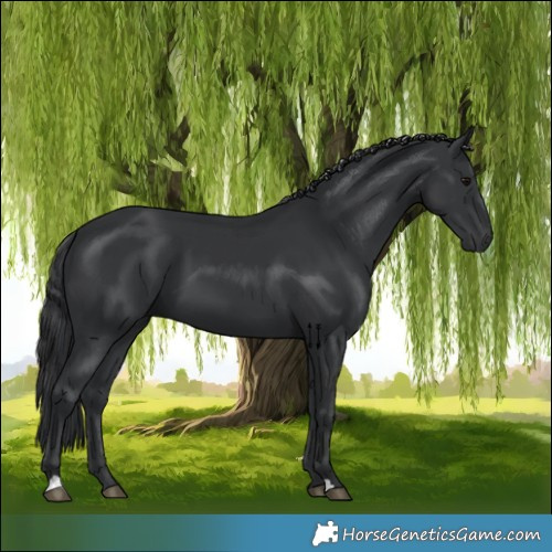 Horse Color:Black 