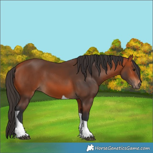Horse Color:Bay Tobiano 