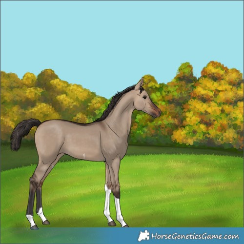 Horse Color:Bay Dun Tobiano 