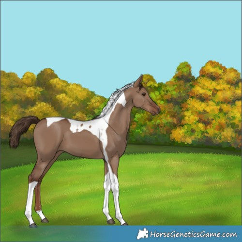 Horse Color:Liver Red Dun Tobiano 