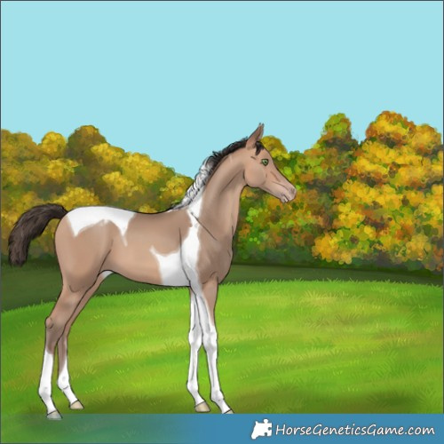 Horse Color:Amber Champagne Tobiano 