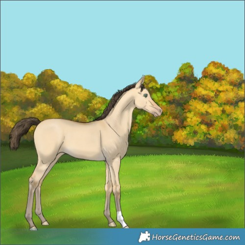 Horse Color:Amber Cream Champagne Dun