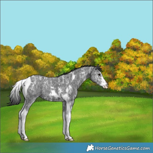 Horse Color:Black Ice Sabino Tobiano 