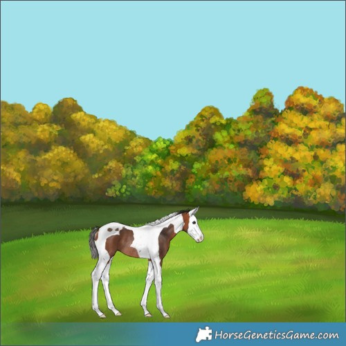Horse Color:Bay Splash Tobiano Rabicano