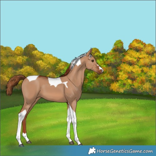 Horse Color:Red Dun Tobiano 