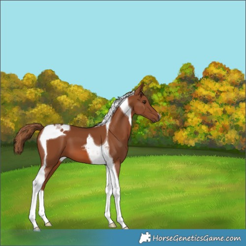 Horse Color:Chestnut Tobiano 