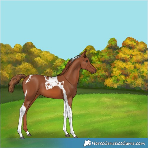 Horse Color:Chestnut Tobiano