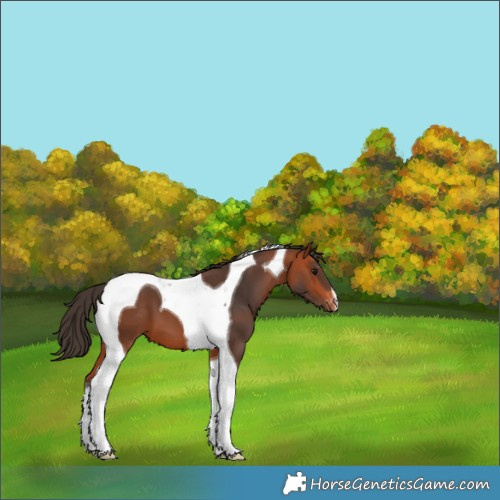 Horse Color:Bay Tobiano Varnish