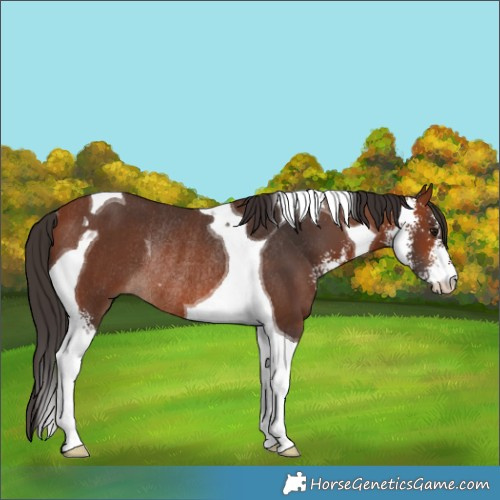 Horse Color:Bay Sabino Tobiano Rabicano 