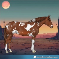 Horse Color:White Spotted Chestnut Tobiano 