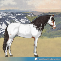 Horse Color:Bay Near Fewspot 