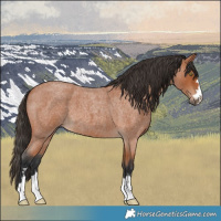 Horse Color:Bay Roan 