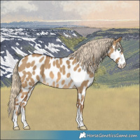 Horse Color:Chocolate Palomino Dun Near Leopard