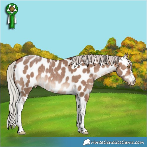 Horse Color:Silver Bay Dun Tobiano Appaloosa Rabicano 