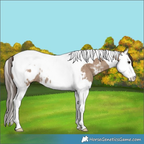 Horse Color:Classic Champagne Splash Tobiano Near Leopard Rabicano 