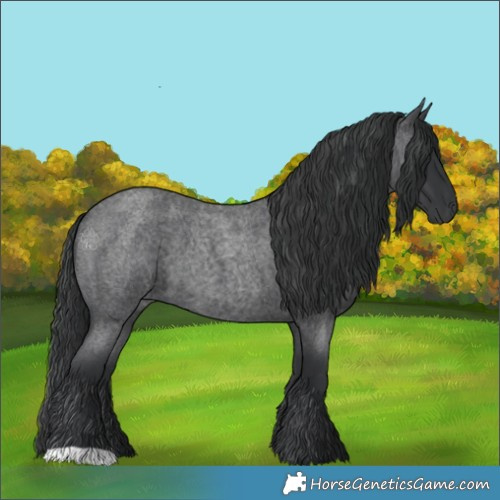 Horse Color:Blue Roan 