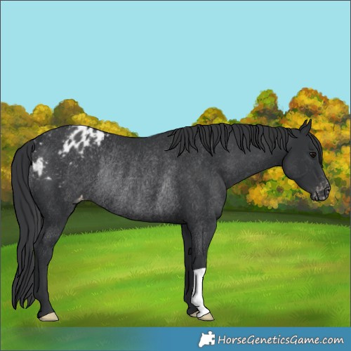 Horse Color:Black Blanket Rabicano
