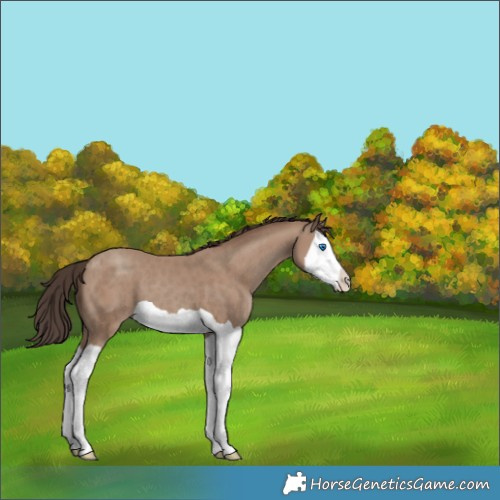 Horse Color:Classic Champagne Splash 