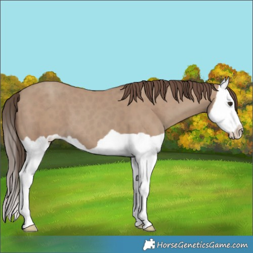 Horse Color:Classic Champagne Splash 