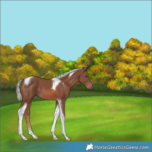 Horse Color:Chestnut Mushroom Tobiano