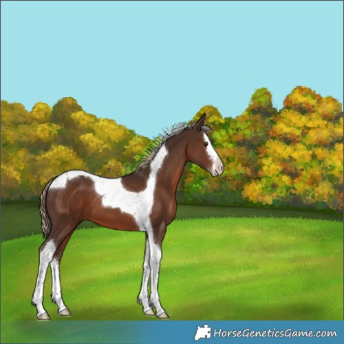 Horse Color:Liver Chestnut Splash Tobiano