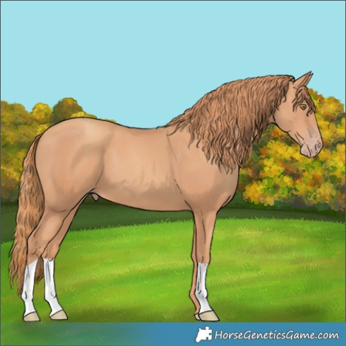 Horse Color:Gold Champagne 