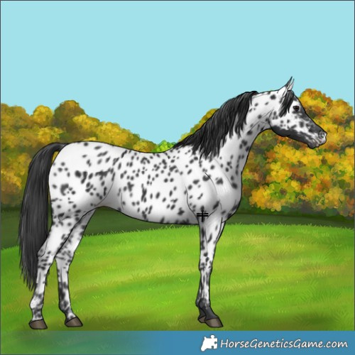 Horse Color:Black Near Leopard 