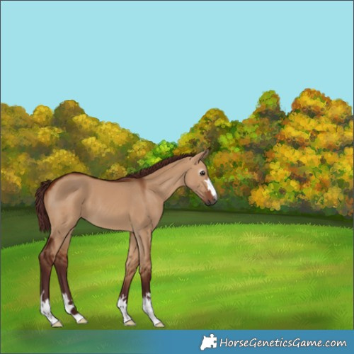 Horse Color:Gray Chocolate Bay Dun 