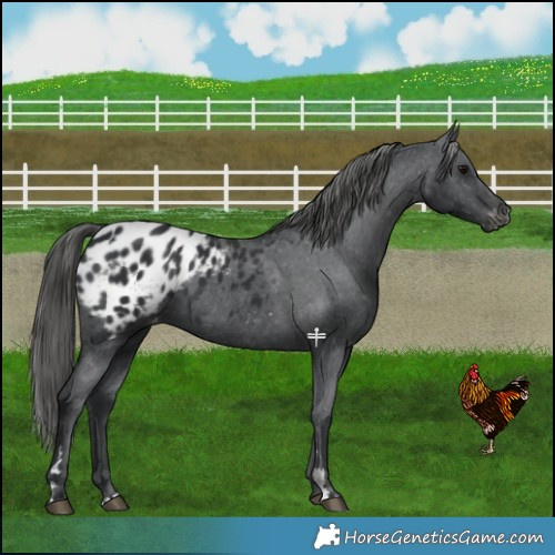 Horse Color:Black Blanket 