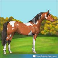 Horse Color:White Spotted Bay Tobiano 
