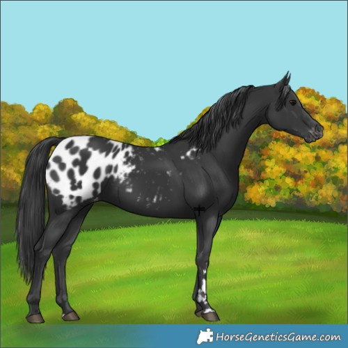 Horse Color:Black Appaloosa 