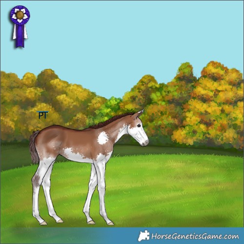 Horse Color:Gray Chocolate Bay Dun Splash