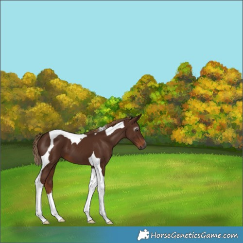 Horse Color:Gray Chestnut Tobiano