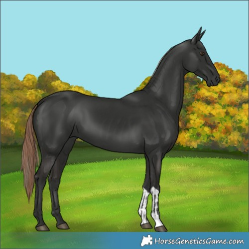 Horse Color:Liver Chestnut and Liver Chestnut