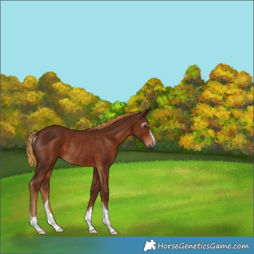 Horse Color:Gray Chestnut Rabicano