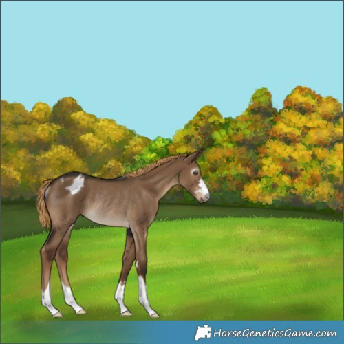 Horse Color:Gray Liver Red Dun Varnish Rabicano 