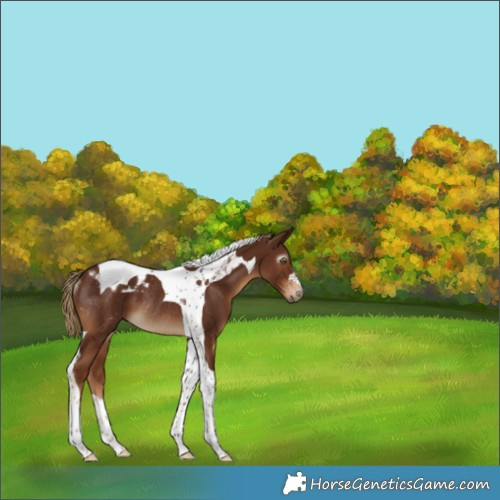 Horse Color:Gray Chestnut Tobiano Appaloosa Rabicano