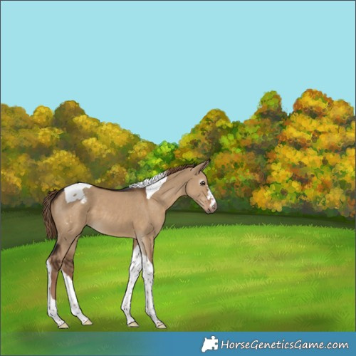 Horse Color:Gray Liver Red Dun Tobiano Appaloosa 