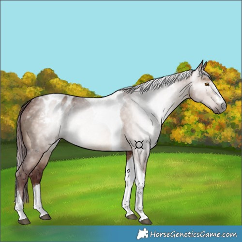 Horse Color:Gray Chocolate Bay Dun Tobiano Varnish