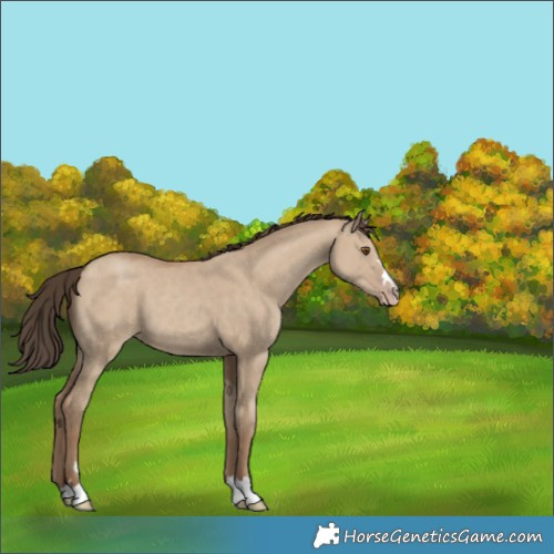 Horse Color:Classic Champagne Dun 